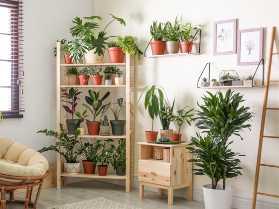 Plantas de interior: 10 soluciones con estilo (y sin complicaciones)