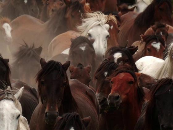 A Rapa das Bestas de Sabucedo: una tradición viva en el corazón de Galicia