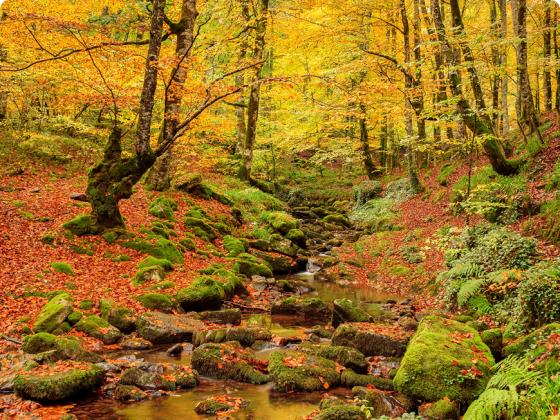 Descubre la Selva de Irati: el mayor bosque de hayas y abetos de España