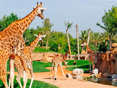 Bioparc Valencia
